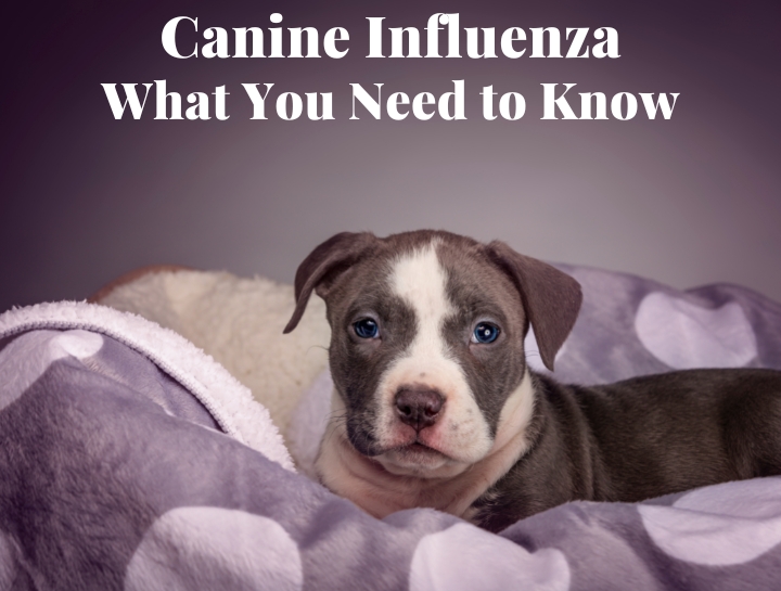 Canine influenza best sale vaccine booster